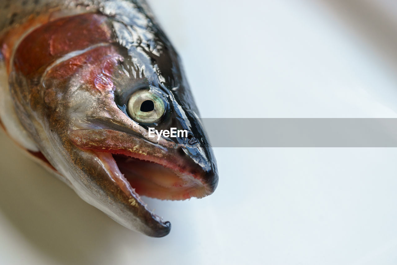 CLOSE-UP OF FISH ON LEAF