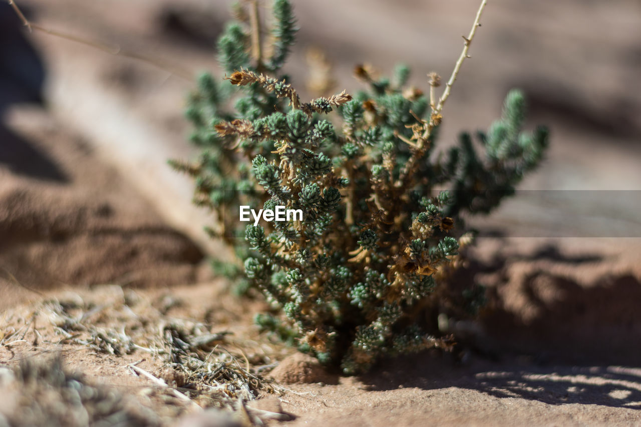 A desert plant. this is a simple plant that i found in a desert, a simple plant there.