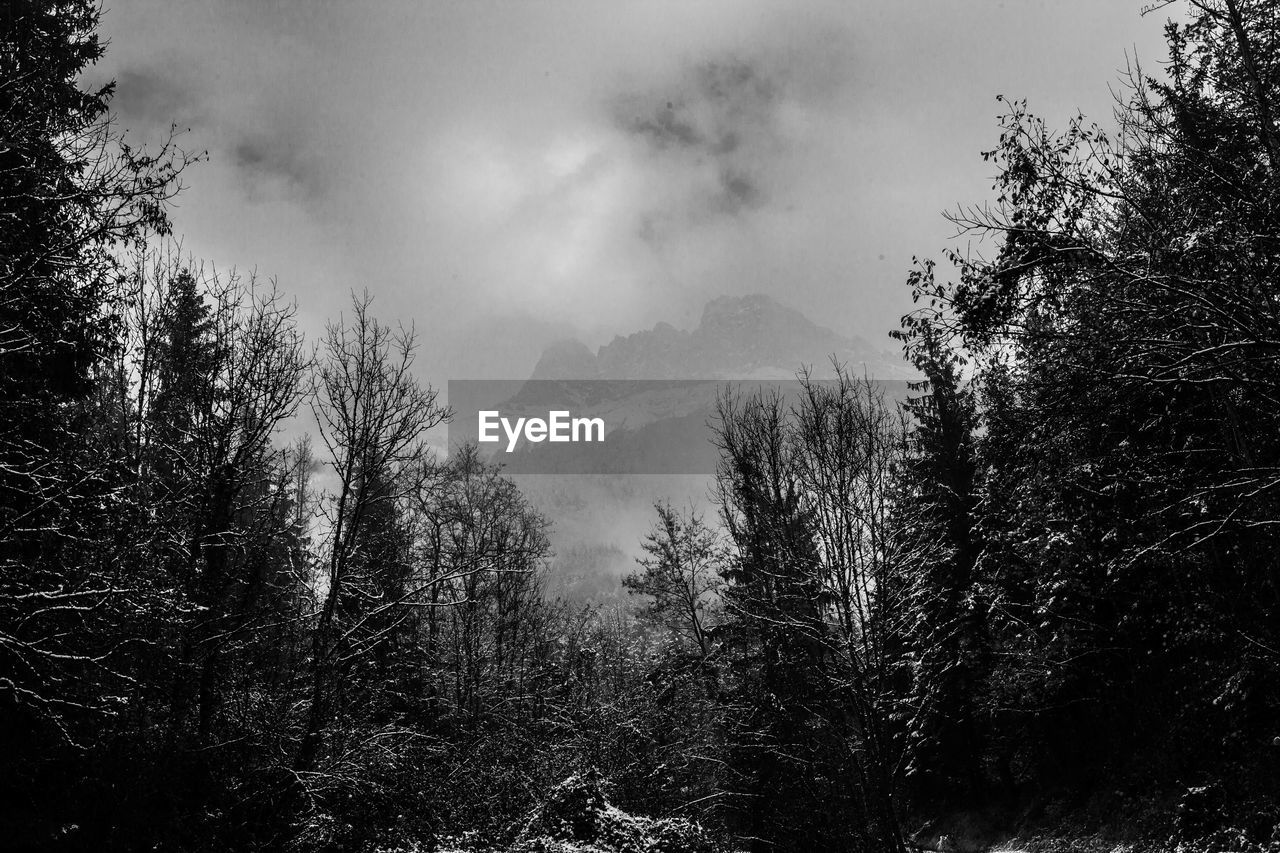 tree, plant, nature, black and white, forest, sky, monochrome, darkness, land, environment, cloud, beauty in nature, monochrome photography, pinaceae, mountain, coniferous tree, scenics - nature, pine tree, no people, pine woodland, snow, landscape, non-urban scene, tranquility, fog, mist, outdoors, tranquil scene, growth, woodland, morning