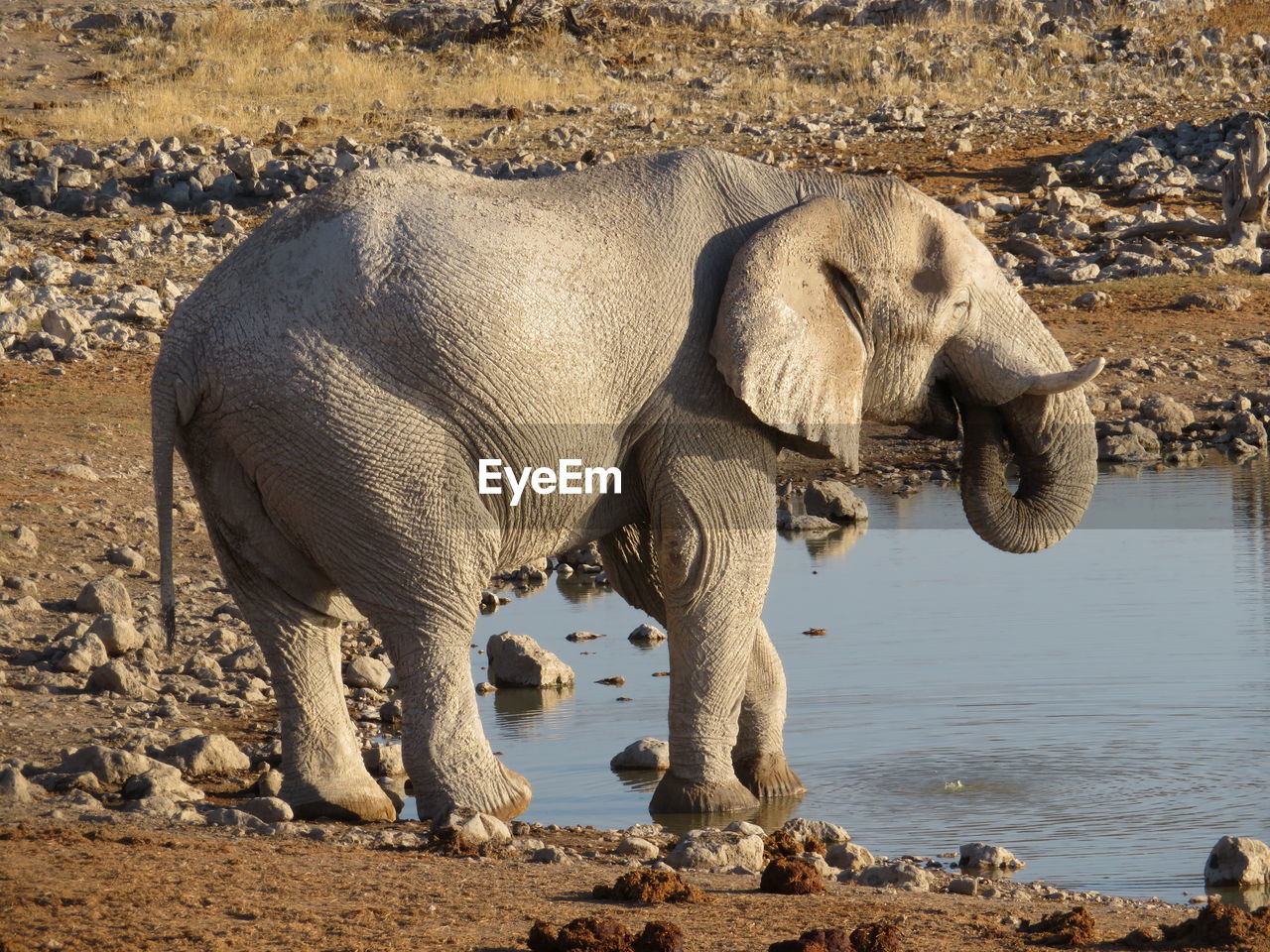 VIEW OF ELEPHANT DRINKING WATER FROM BEACH