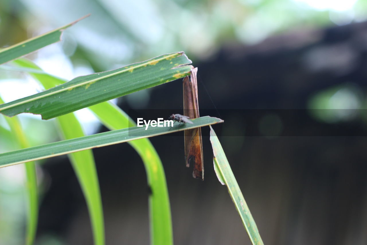 CLOSE-UP OF GRASSHOPPER ON LEAF