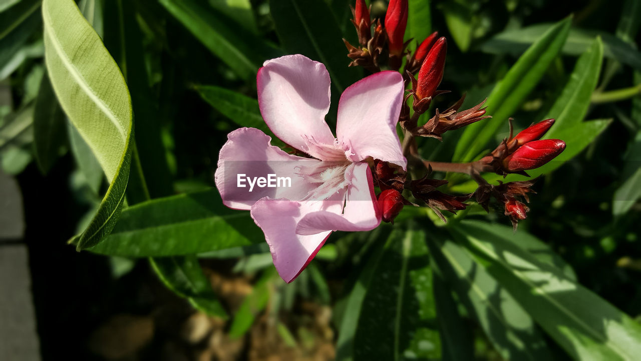 CLOSE-UP OF PINK FLOWERS BLOOMING IN GARDEN