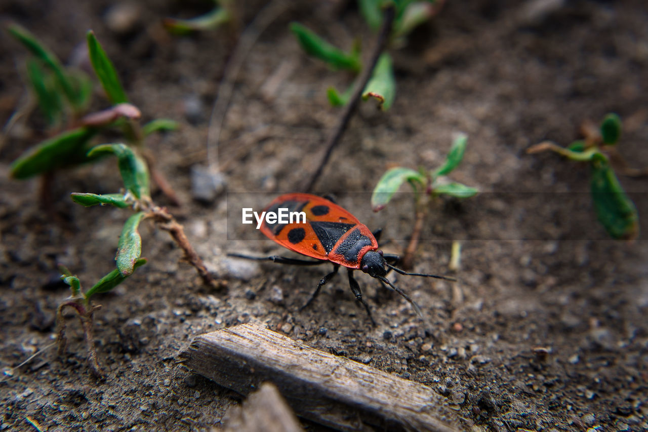 High angle view of a firebug