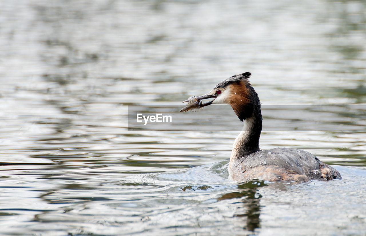 Great crested grebe swimming in river