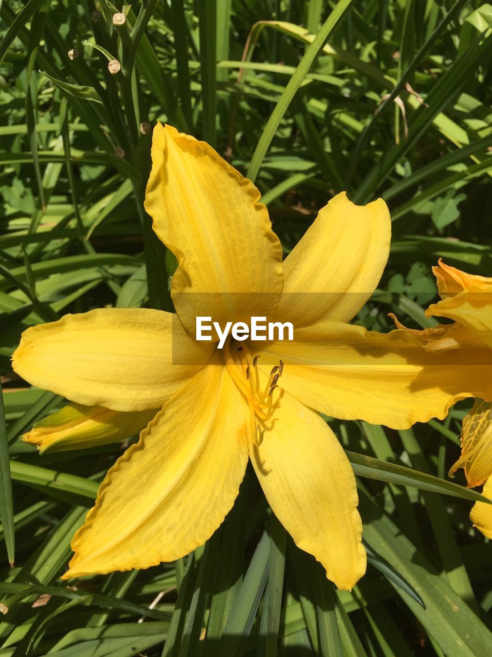 CLOSE-UP OF YELLOW DAY LILY