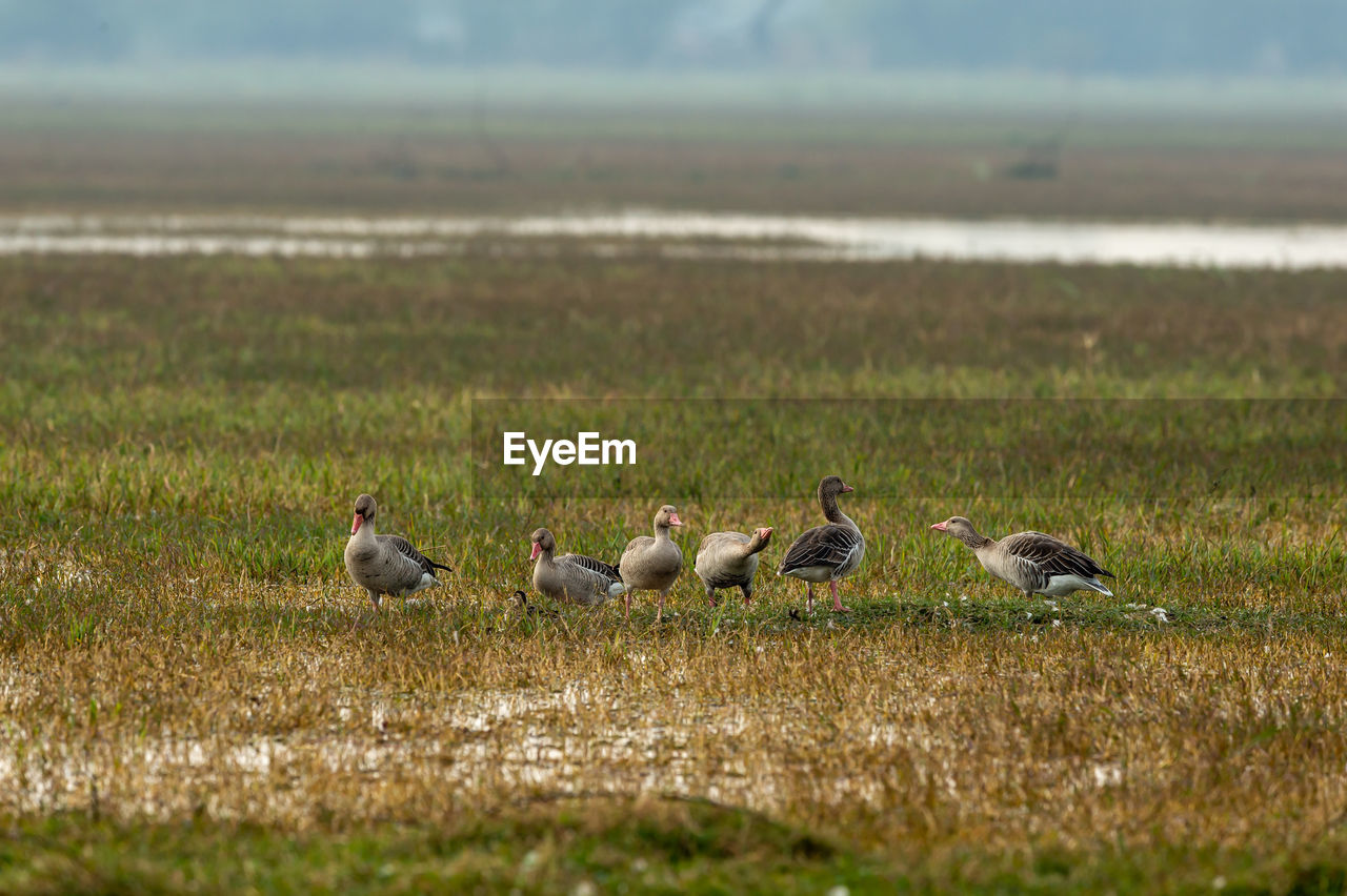 Flock of birds on field