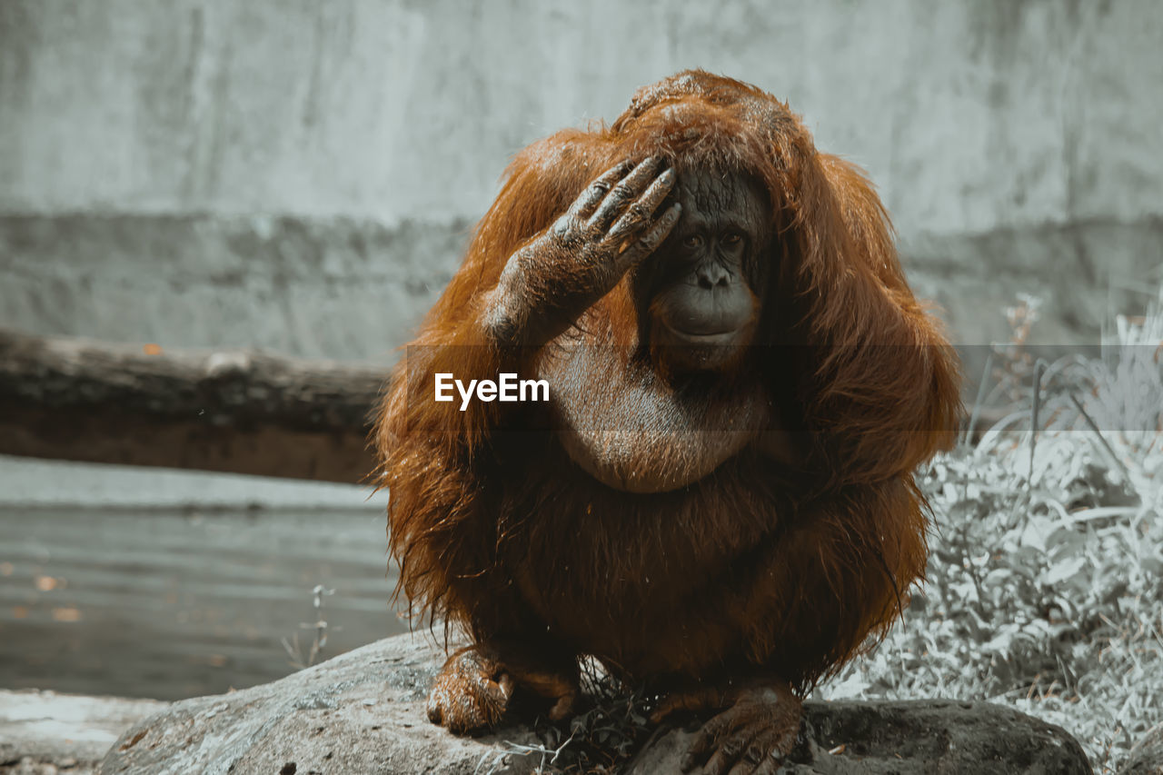 An orangutan sitting on a rock in the zoo