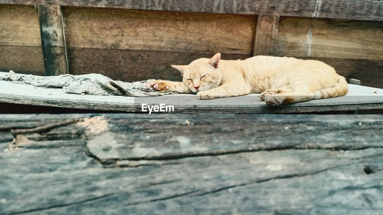 SURFACE LEVEL OF A CAT SLEEPING