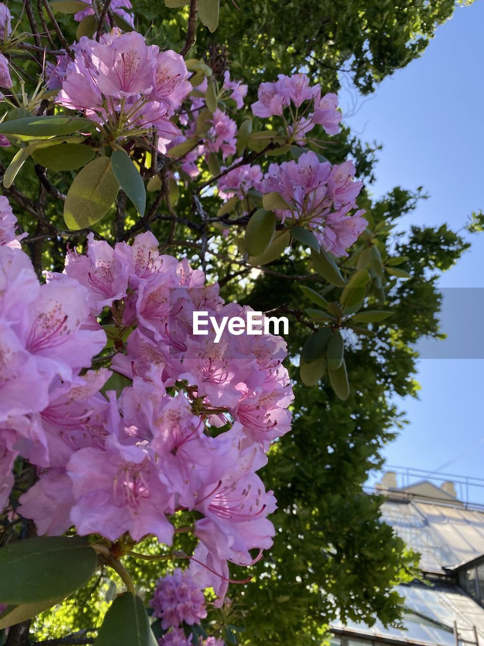 plant, flower, flowering plant, beauty in nature, freshness, pink, blossom, nature, growth, fragility, tree, garden, no people, petal, close-up, springtime, botany, leaf, plant part, inflorescence, flower head, outdoors, sky, day, shrub, lilac, sunlight