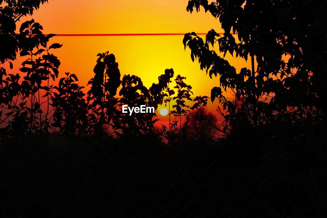 SILHOUETTE TREES AGAINST SKY AT SUNSET