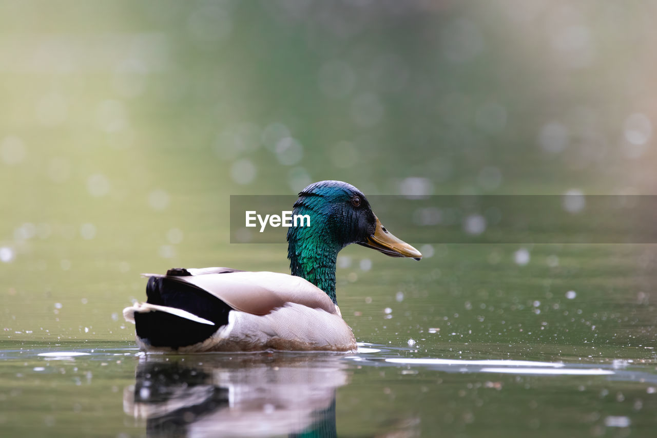 Duck swimming in lake