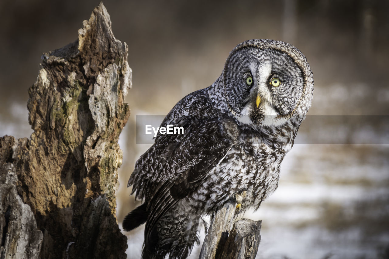 Great grey owl perching on an old tree trunk