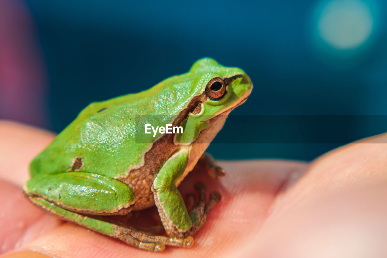A green tree frog sitting on a human hand. close-up