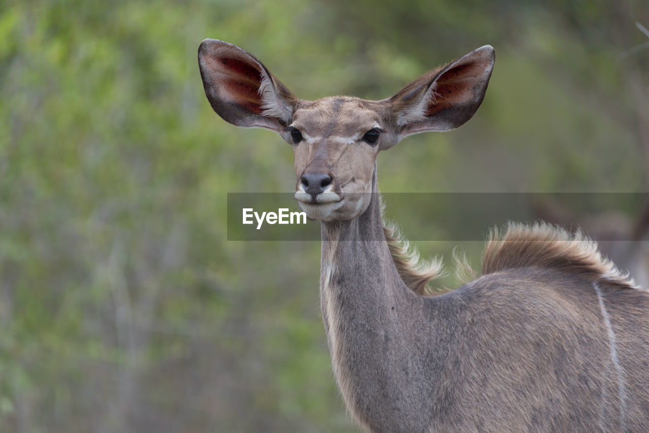 CLOSE-UP PORTRAIT OF DEER STANDING ON ROCK