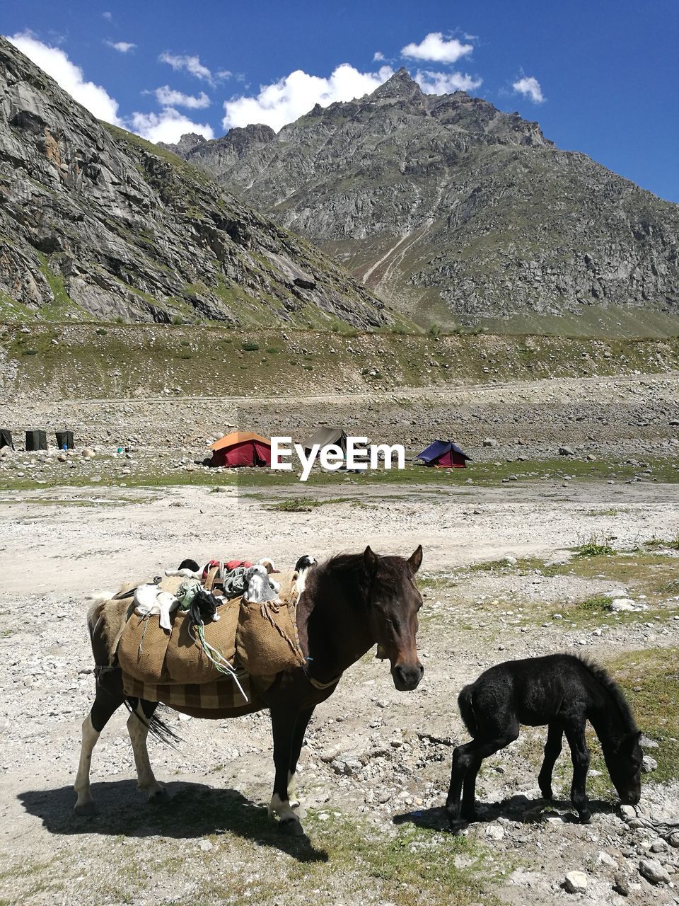 VIEW OF HORSES ON MOUNTAIN