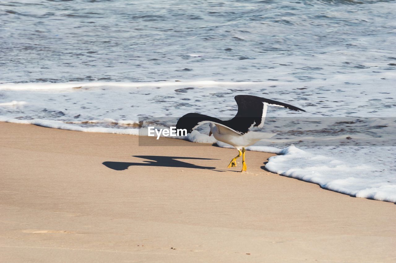 SEAGULL ON THE BEACH