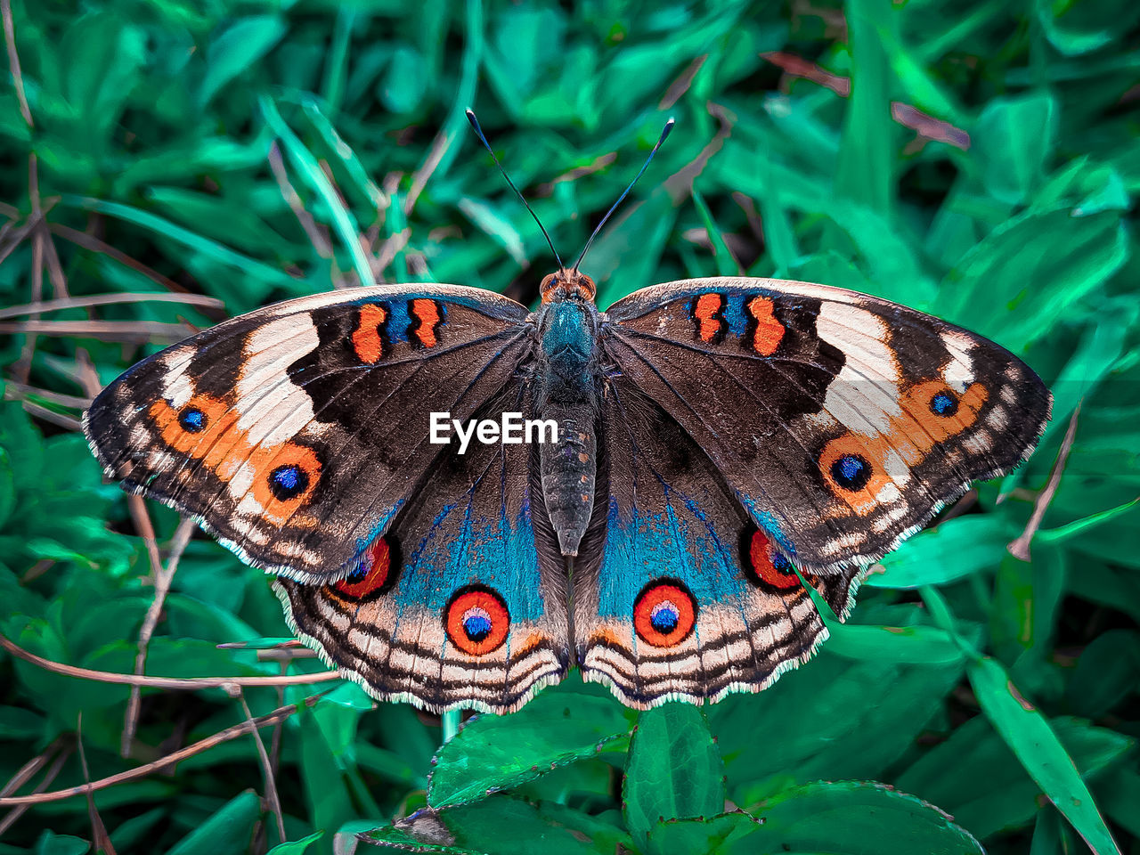 Close-up of butterfly on flower