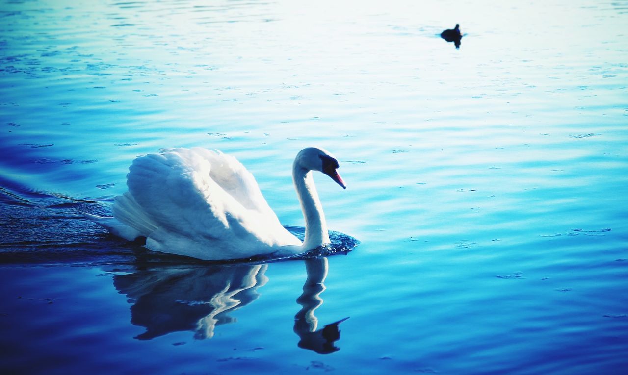 Swans swimming in lake at park