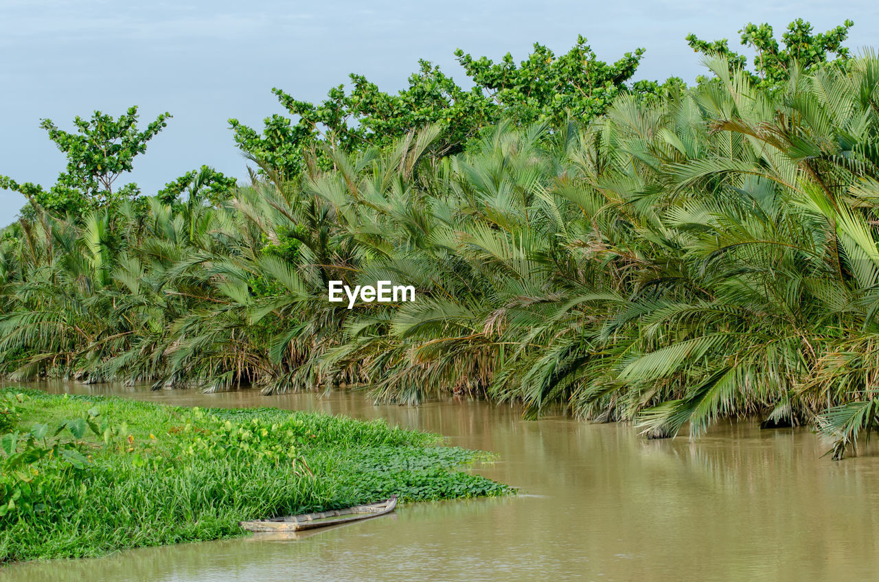 plant, water, tropical climate, tree, palm tree, nature, green, vegetation, beauty in nature, growth, environment, sky, landscape, land, no people, scenics - nature, tranquility, coconut palm tree, jungle, outdoors, day, tropics, river, cloud, tranquil scene, tropical tree, lush foliage, foliage, wetland, agriculture, leaf