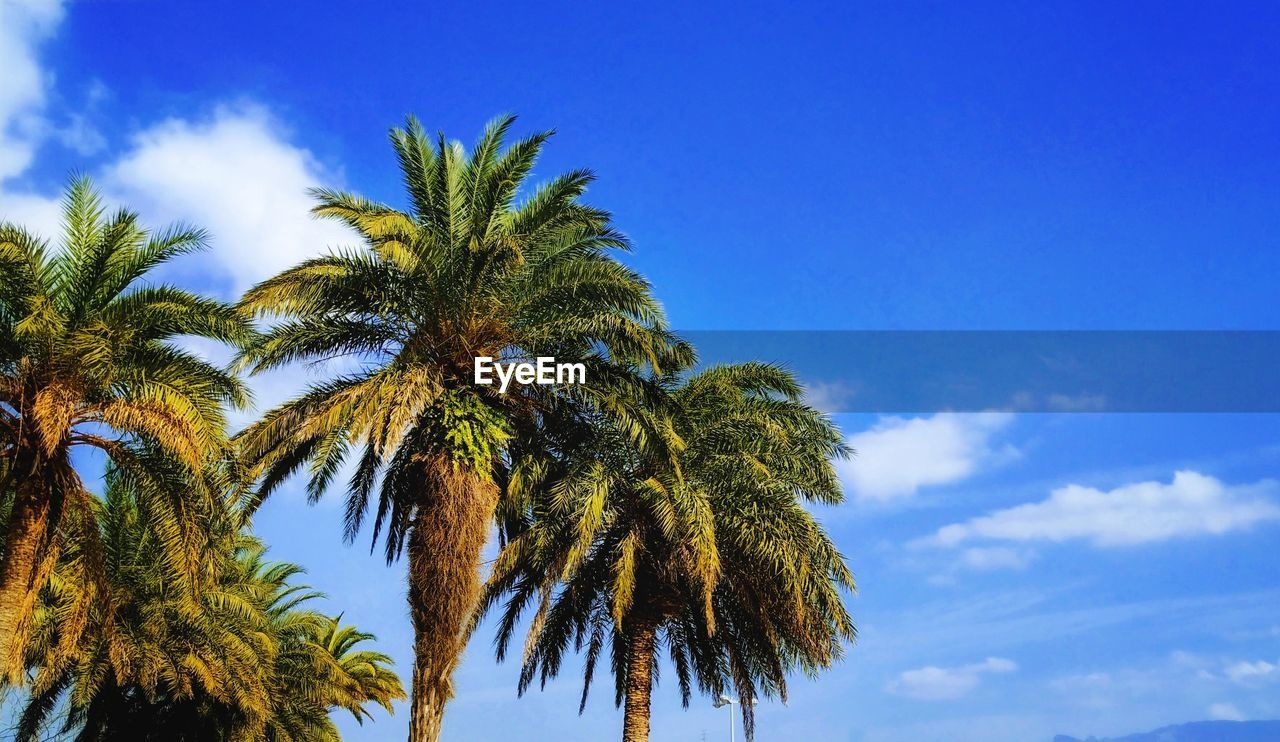 Low angle view of palm trees against blue sky