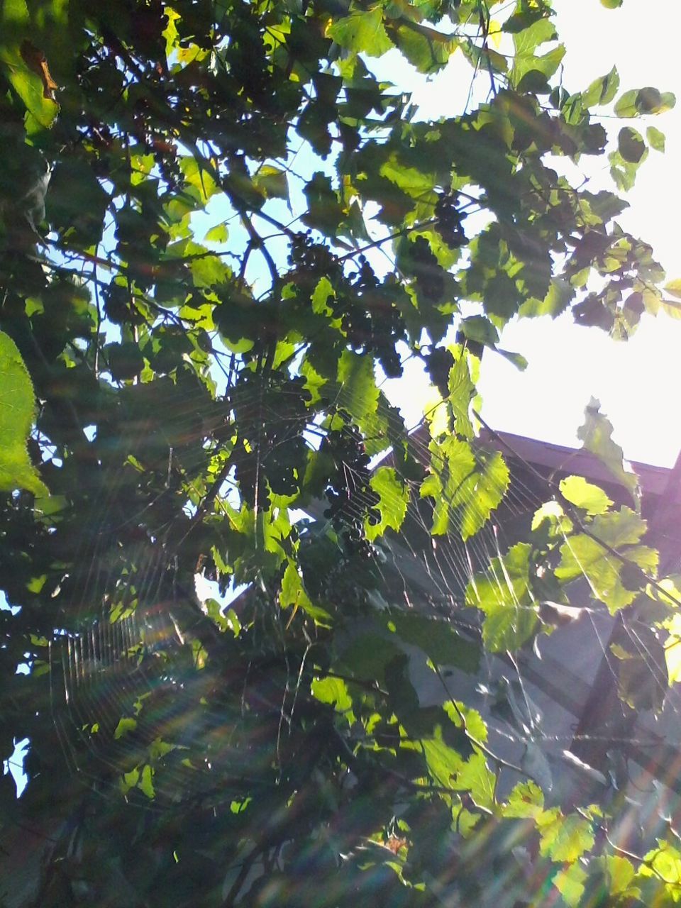 LOW ANGLE VIEW OF TREES