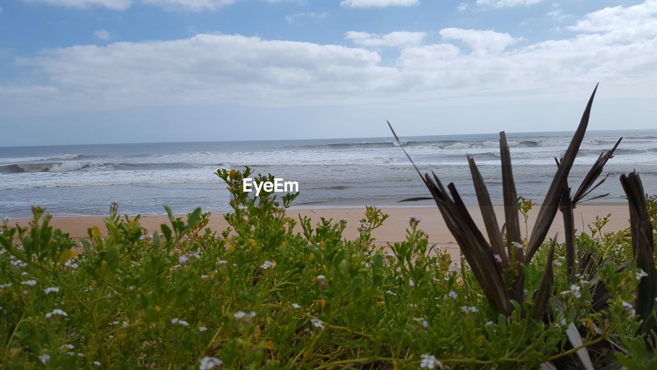 PLANTS GROWING ON SEA SHORE AGAINST SKY