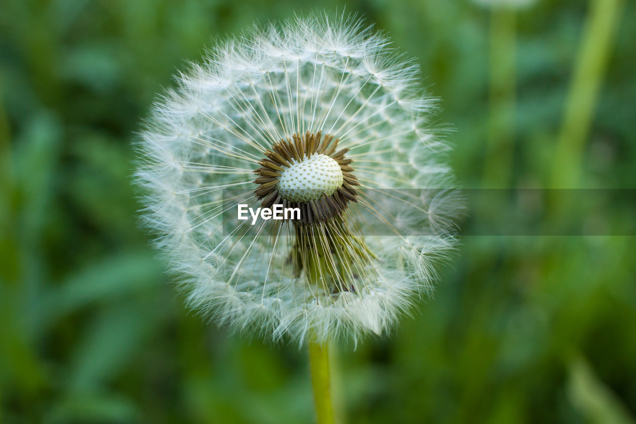 Close-up of dandelion against blurred background