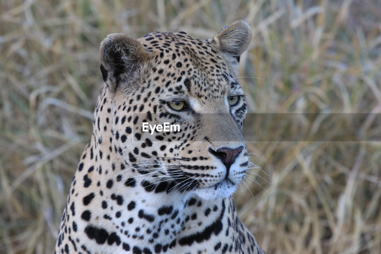 Close-up of a leopard looking away