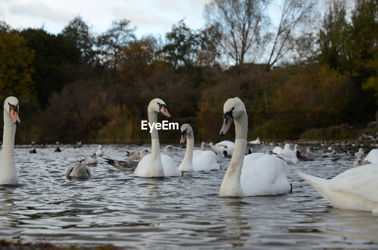 Swans and other water birds on a lake