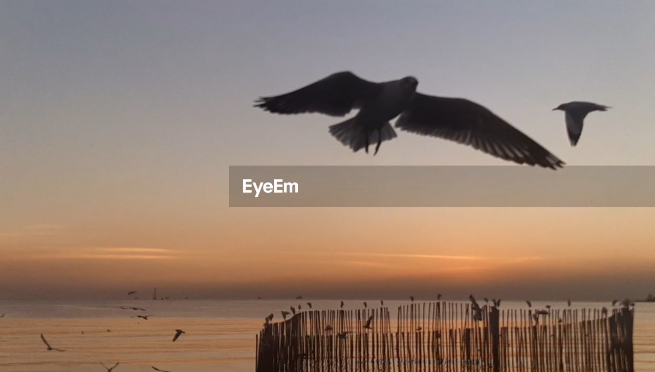 SEAGULLS FLYING OVER SEA AGAINST SKY