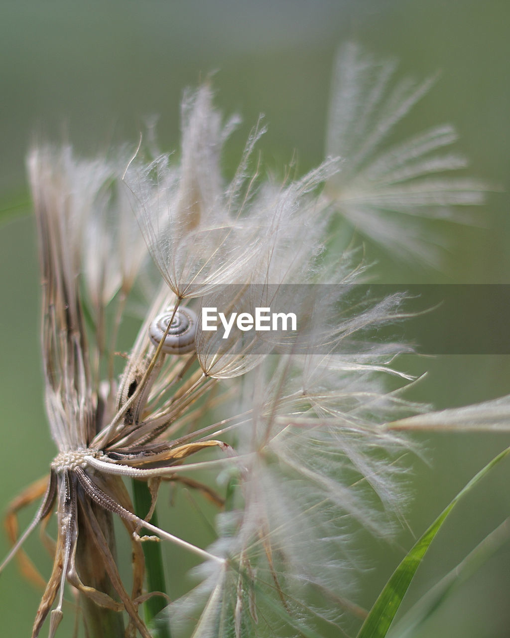 CLOSE-UP OF WHEAT ON PLANT IN THE BACKGROUND