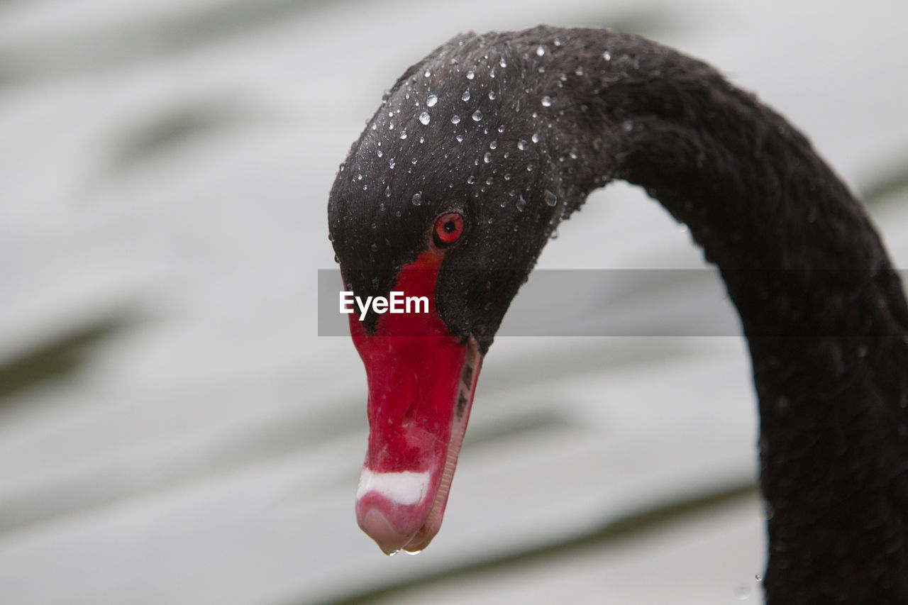 Close-up of moorhen