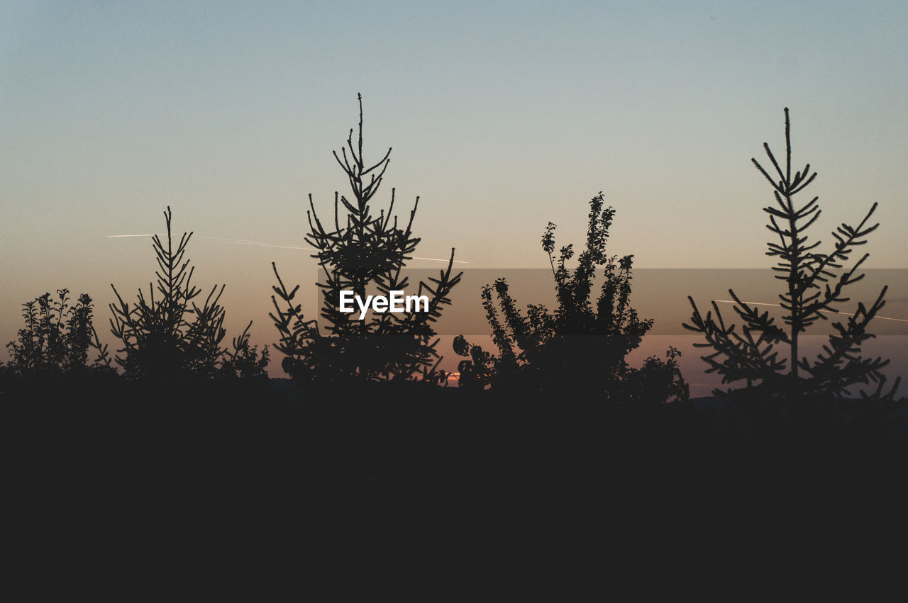 SILHOUETTE OF TREES AT SUNSET