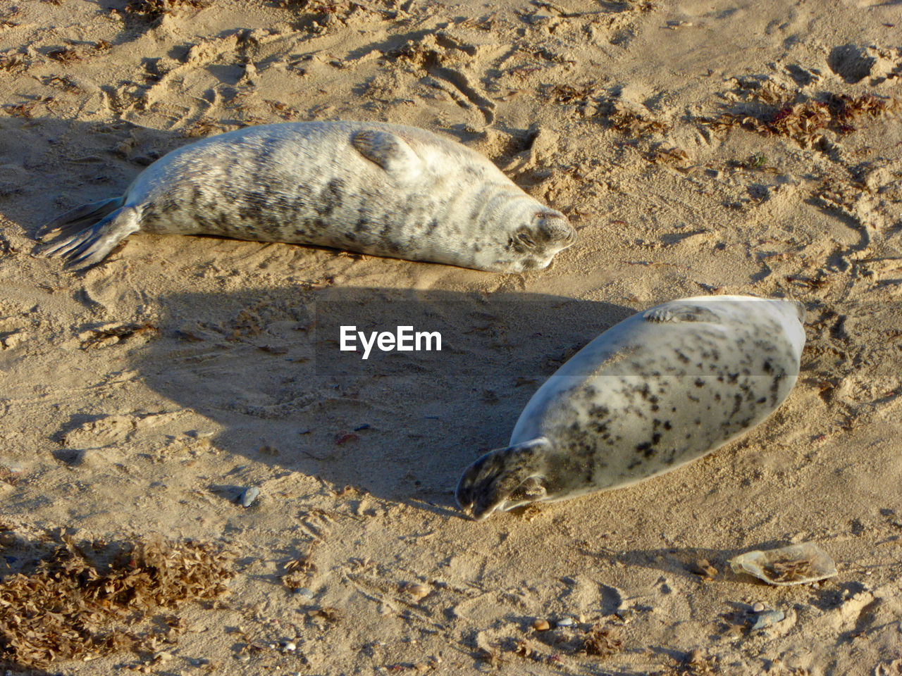 High angle view of seal on sand at beach