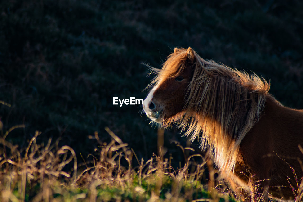 animal themes, animal, mammal, animal wildlife, one animal, mane, horse, wildlife, nature, no people, domestic animals, grass, plant, outdoors, livestock, side view, pet, land, mustang horse, day