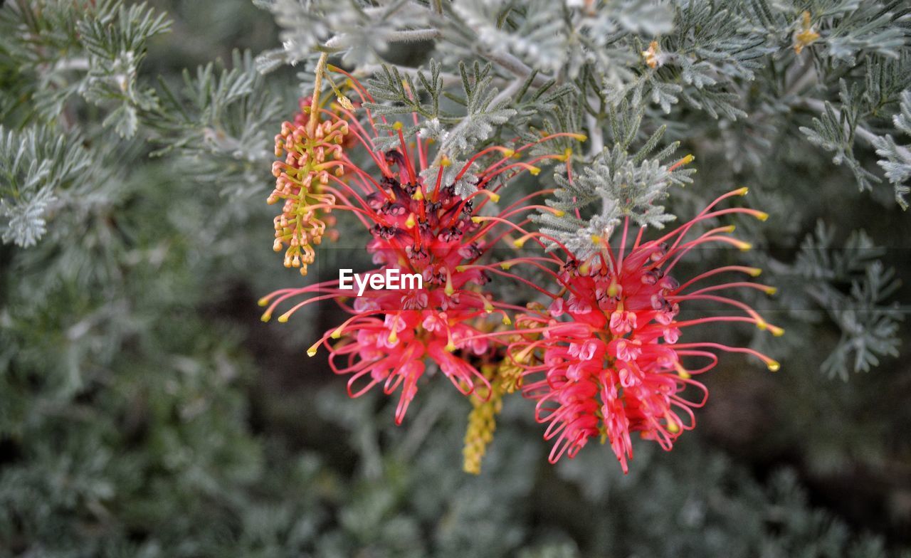 CLOSE-UP OF RED FLOWERING PLANTS DURING RAINY SEASON