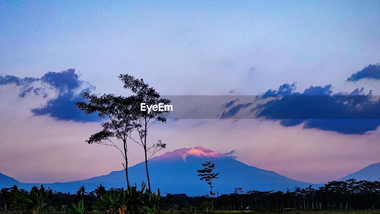 SCENIC VIEW OF TREES AGAINST SKY AT SUNSET