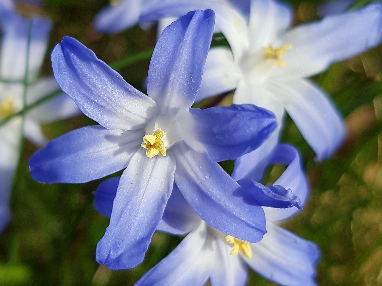 CLOSE-UP OF BLUE FLOWERS