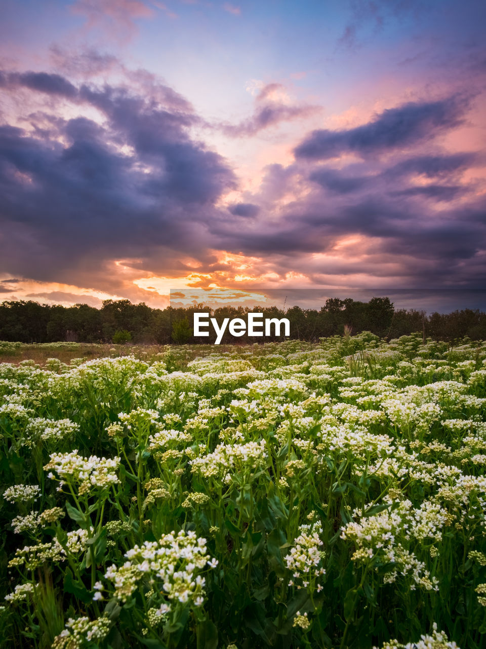 Scenic view of flowering field against sky during sunset