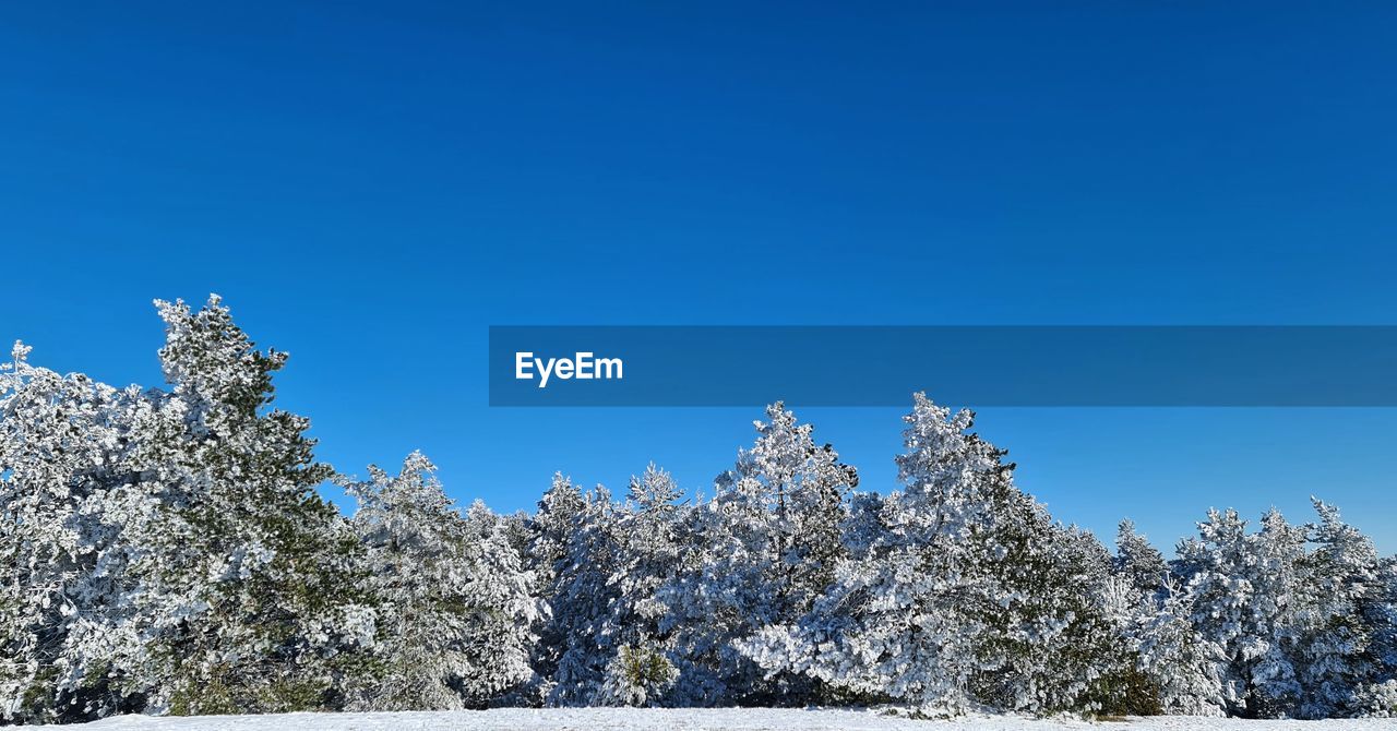 LOW ANGLE VIEW OF SNOWCAPPED TREE AGAINST BLUE SKY