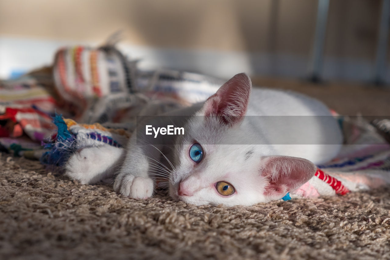 Portrait of kitten relaxing at home