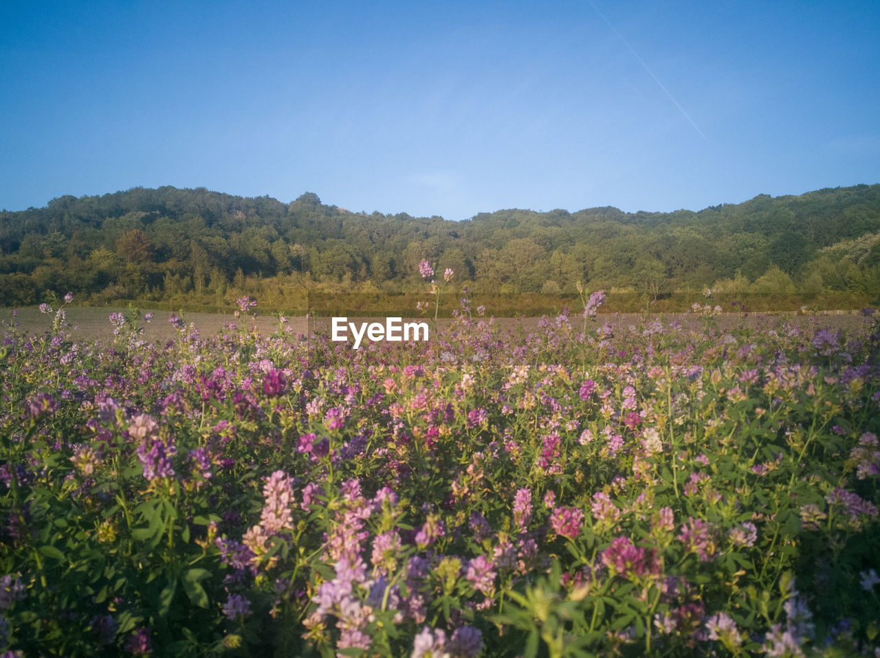 VIEW OF FLOWERING PLANTS ON FIELD AGAINST SKY