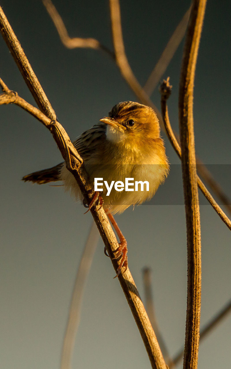 CLOSE-UP OF BIRD PERCHING ON TWIG