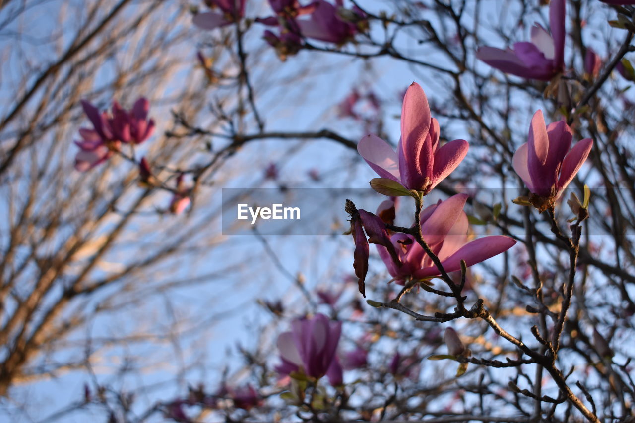 LOW ANGLE VIEW OF FLOWERS ON TREE