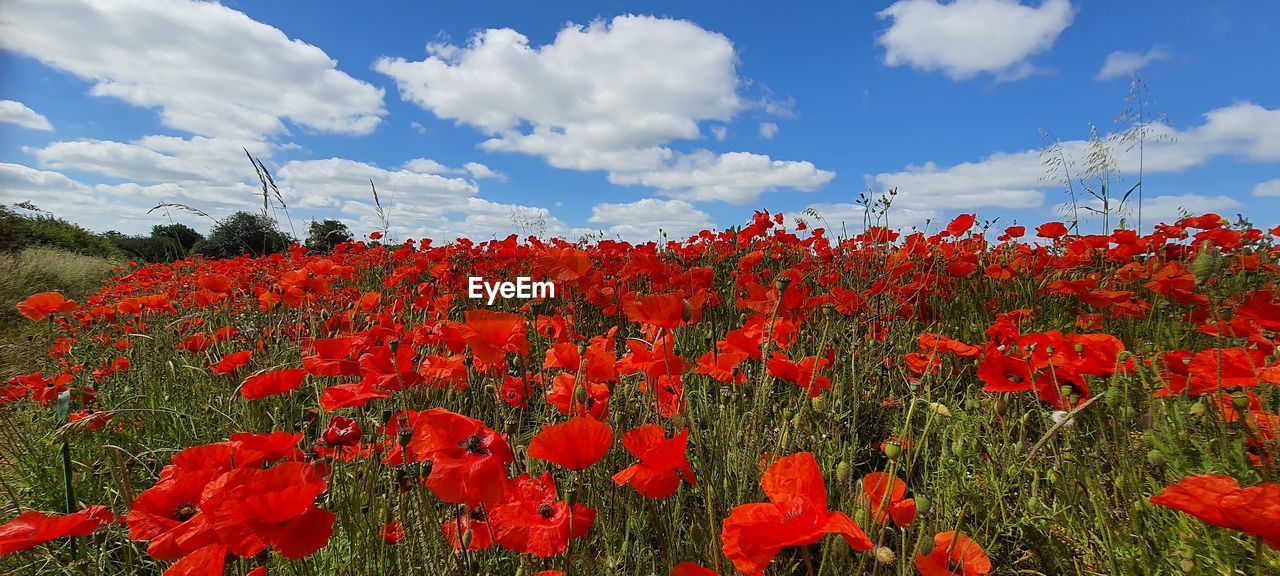 plant, flower, flowering plant, sky, red, cloud, landscape, beauty in nature, nature, land, field, environment, poppy, freshness, growth, rural scene, scenics - nature, no people, agriculture, flower head, meadow, vibrant color, flowerbed, multi colored, wildflower, tranquility, inflorescence, petal, blue, non-urban scene, springtime, grass, prairie, abundance, day, summer, outdoors, plain, fragility, sunlight, panoramic, tranquil scene, horizon over land, blossom, crop, grassland, idyllic, botany, backgrounds, tree, environmental conservation, horizon, travel destinations, hill, landscaped, travel, close-up