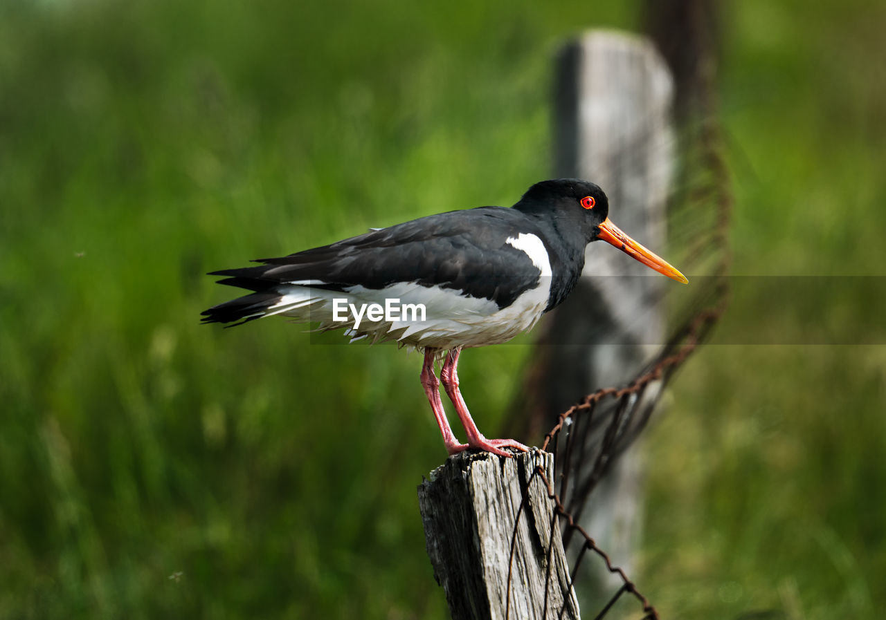 SIDE VIEW OF BIRD PERCHING ON WOODEN POST