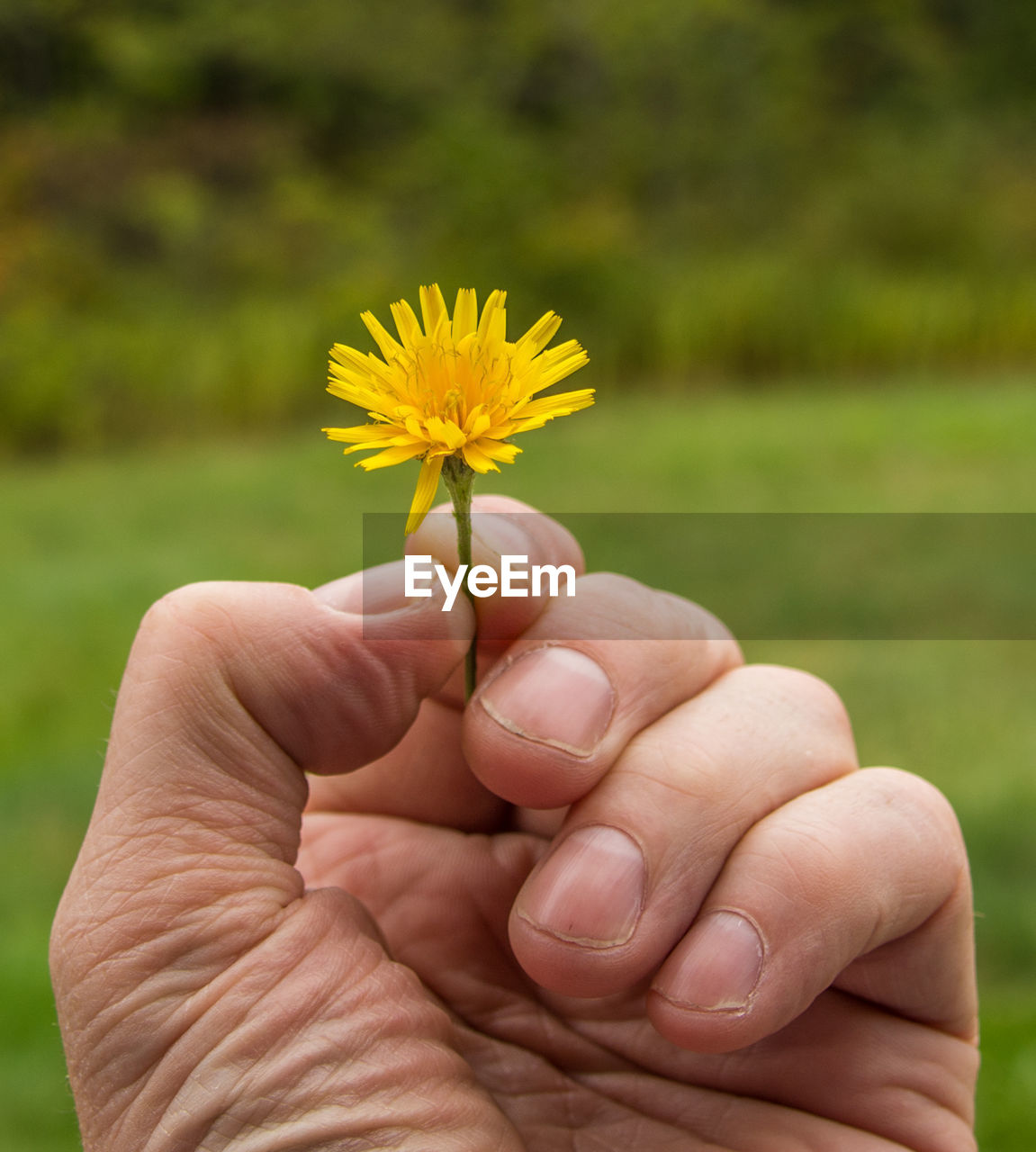 Close-up of hand holding yellow flower