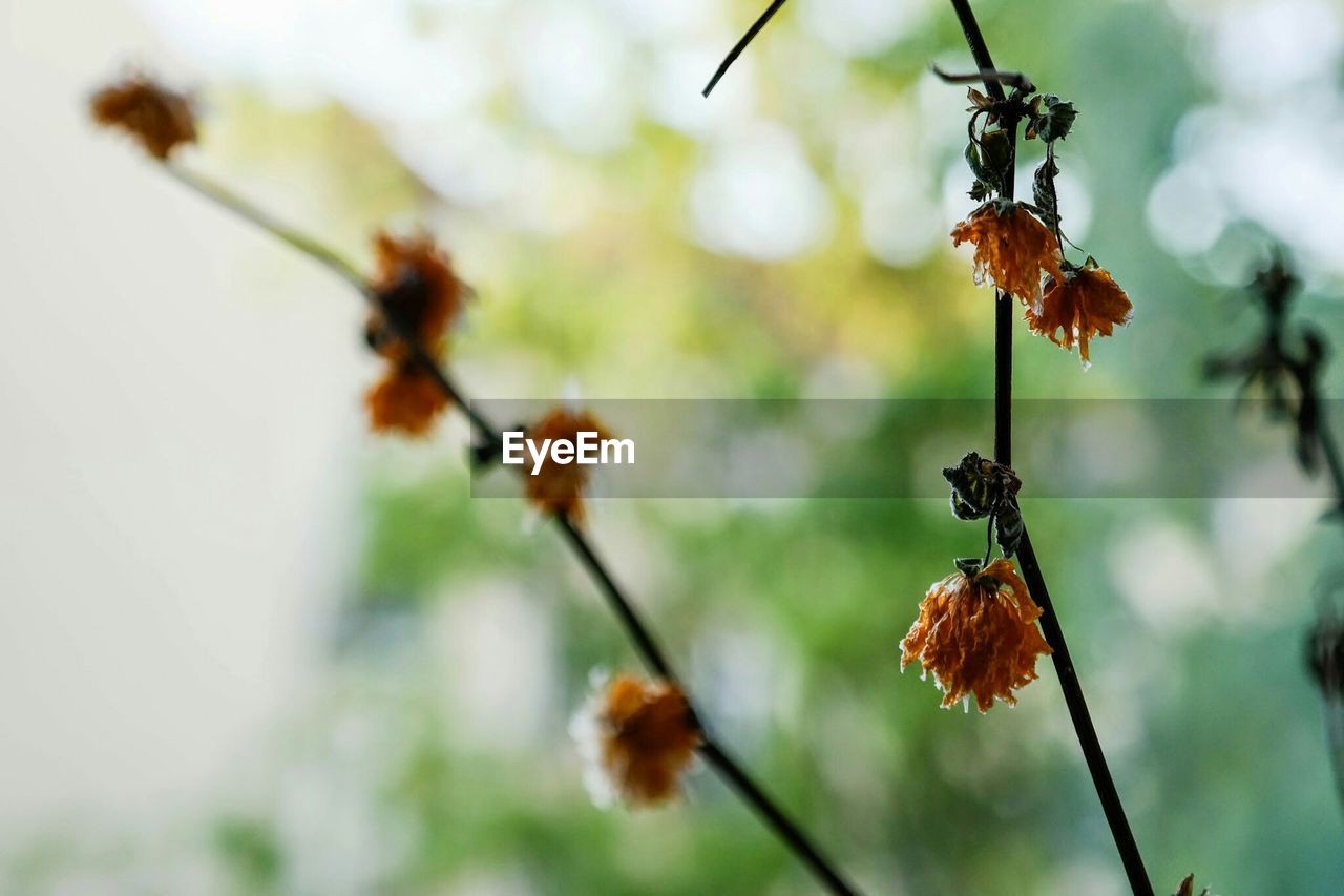 Close-up of dry flowers on plant