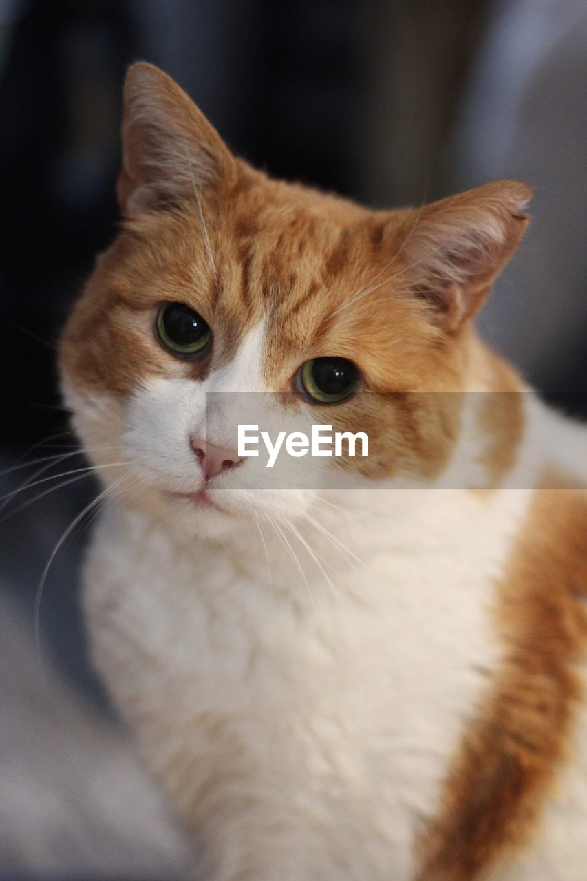 Close-up of a ginger cat