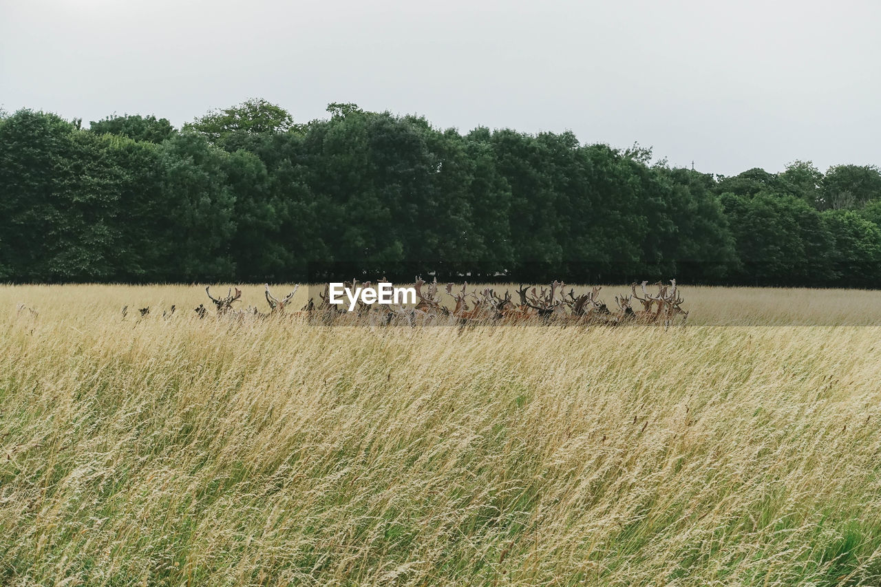 Deer in the phoenix park, dublin, ireland